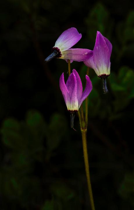 Dodecatheon jeffreyi 12-1485.jpg